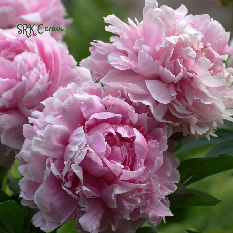 Cotton Candy Peony Mix Seed | 50+ Peony Seeds