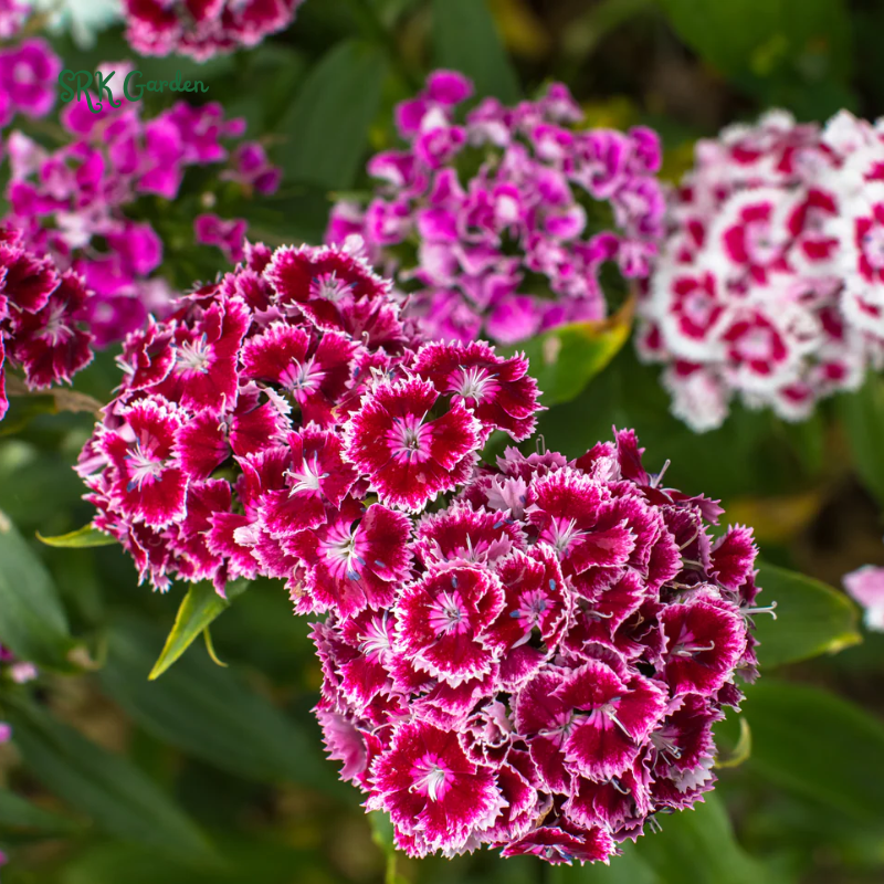 Sweet William Seeds Mix | 250 Seeds