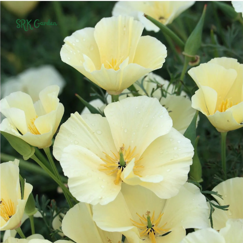 California Poppy Seeds for Planting
