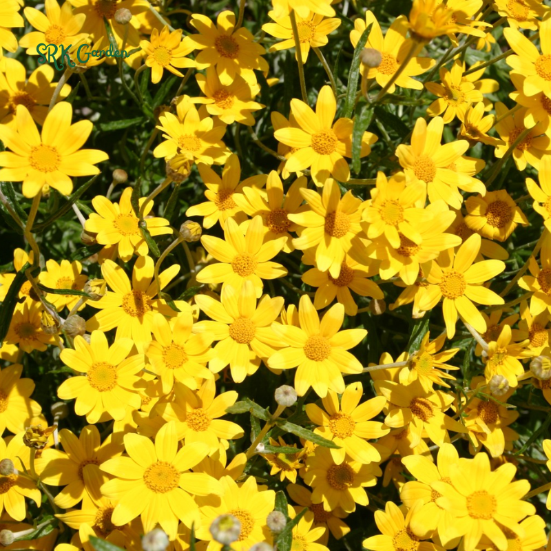 Oregon Sunshine Seeds | 100 Seeds