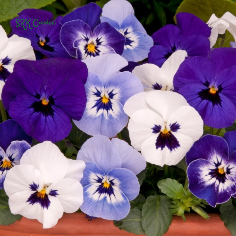Viola Seeds - Sorbet Series - Mix