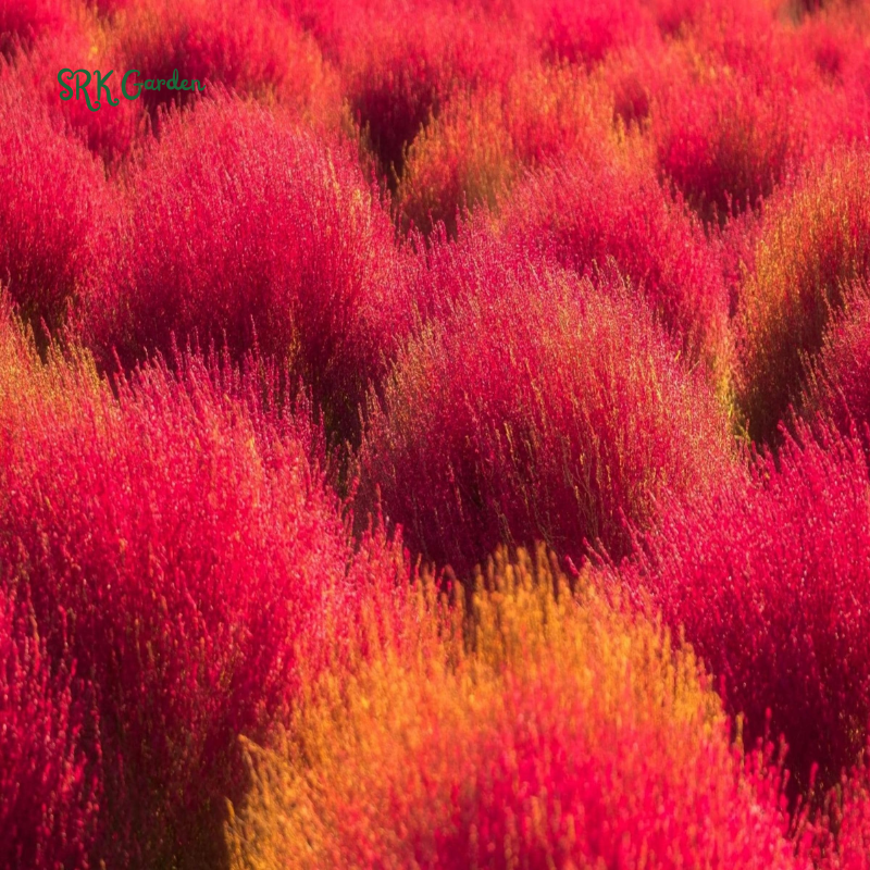 Burning Bush Summer Cypress Seeds | 30 Seeds
