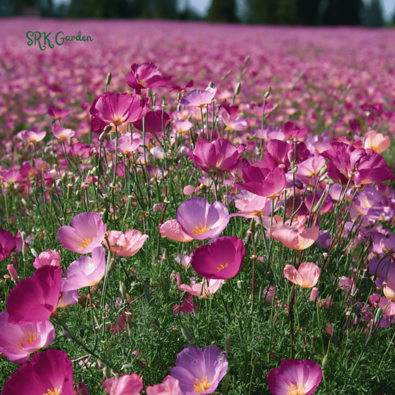 Purple Gleam California Poppy Seeds | 250 Seeds