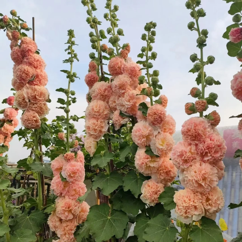 200+ Hollyhock Chaters Double Mixture Carnival Mix Giant Mallow Double Hollyhock Flowers Seed