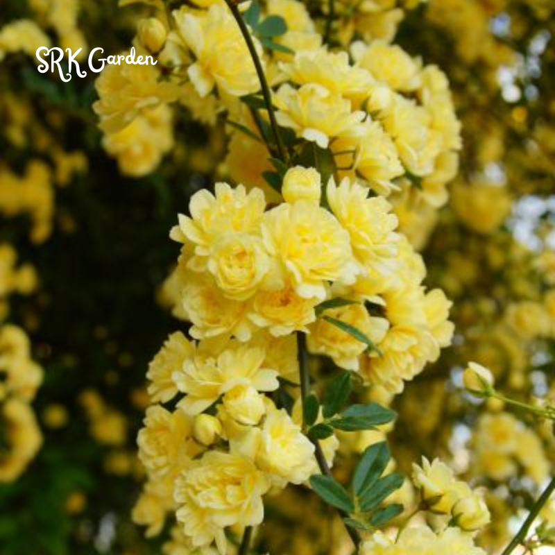 Yellow Lady Banks Climbing Rose Live Plants