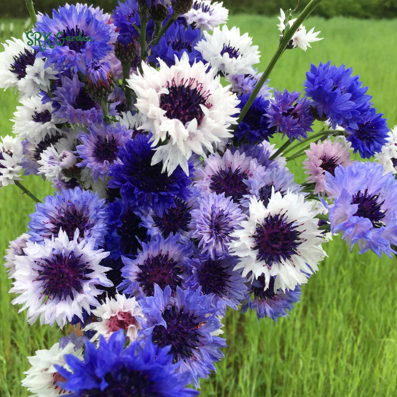 Bachelor's Button Mixed Seeds, Cornflower