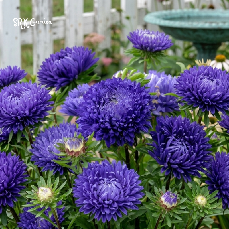 25 Seed Gala Blue Aster
