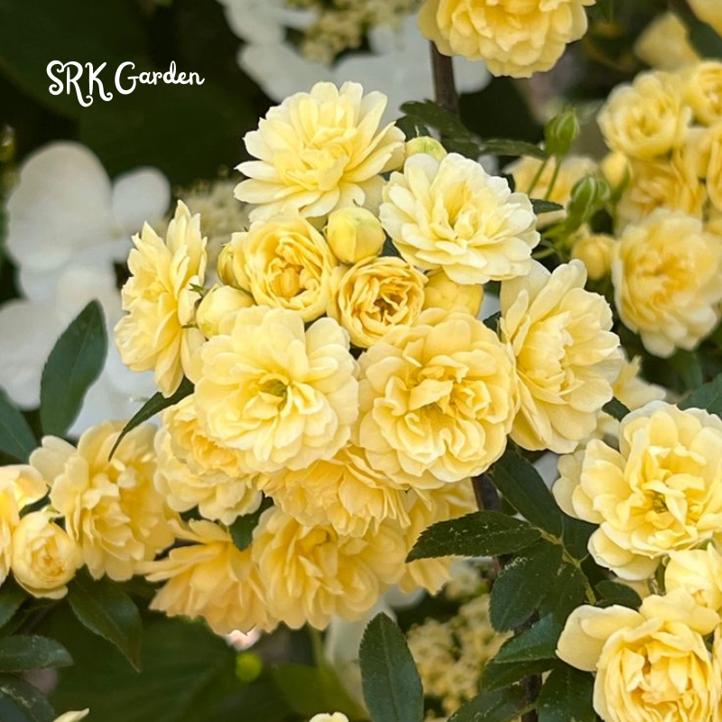 Yellow Lady Banks Climbing Rose Live Plants