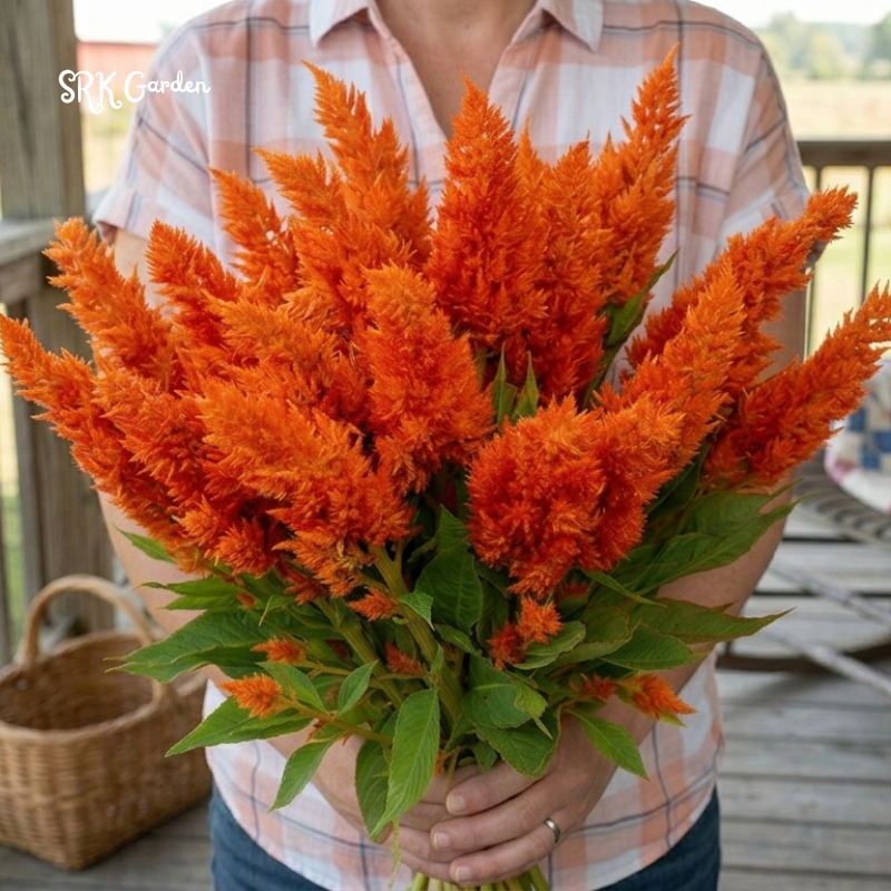 25 Sunday Orange Celosia Seeds, Copper fire Color, Celosia Plumosa