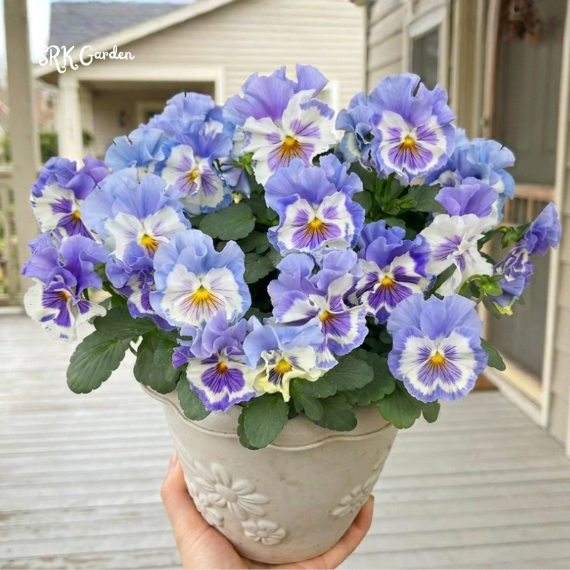 Swiss Giants Pansy Seed Mix | 100 Seeds