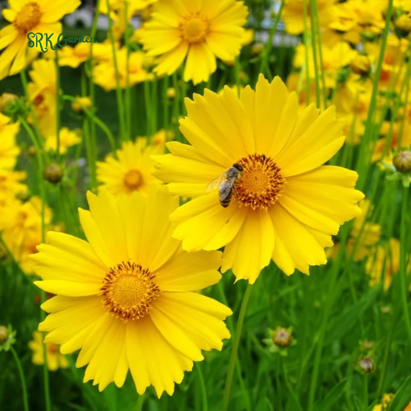 Dwarf Lance Leaved Coreopsis Seeds | 200 seeds