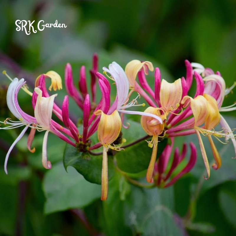 Honeysuckle in 2.5 inch Pot, Beautiful Fragrant Climber