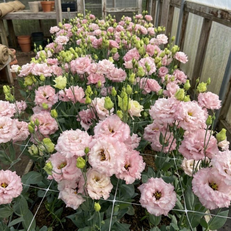 Eustoma / Lisianthus Grandiflorum Thornless Rose  Seeds, Year-around Planting