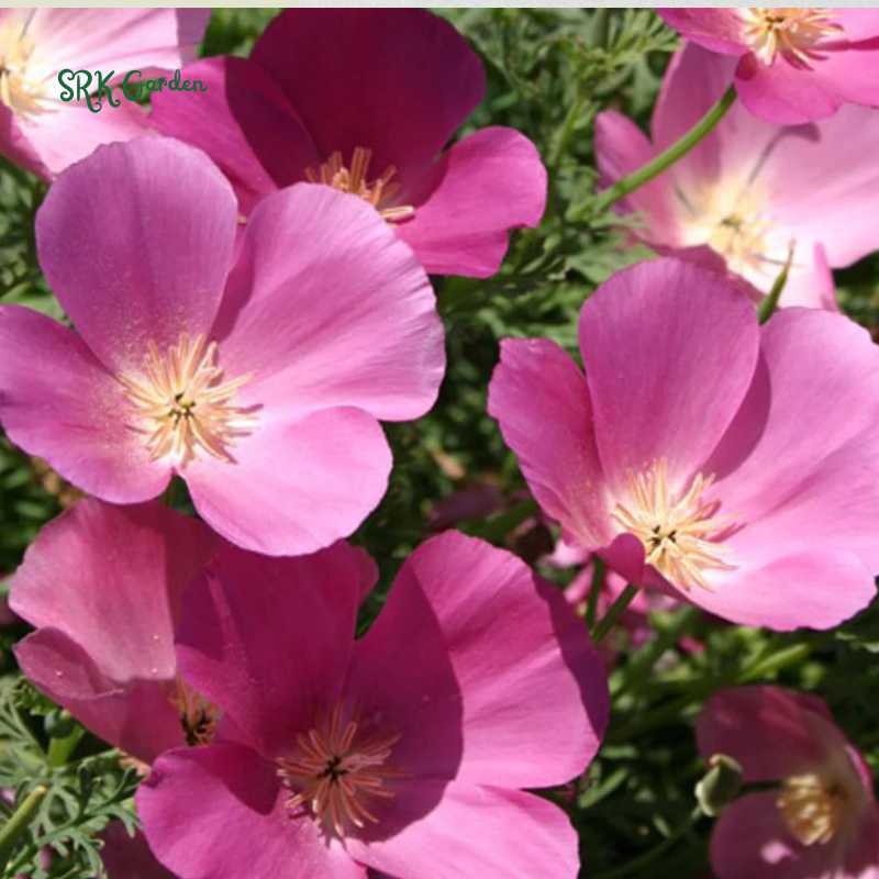Purple Gleam California Poppy Seeds | 250 Seeds