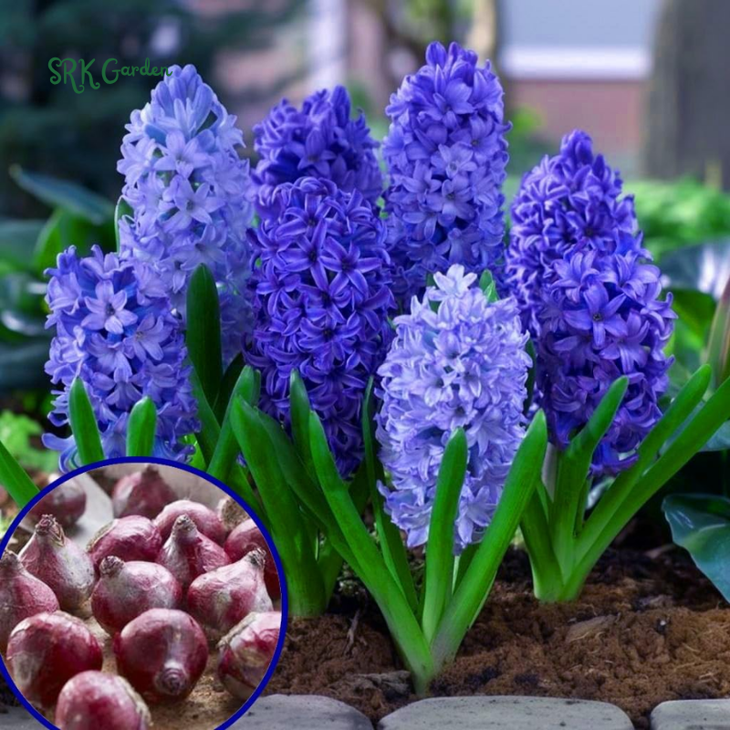 Blue Purple Dream Garden Mix Bulbs Fall Planting 2025 - Alliums, Hyacinth, Crocus, Muscari & Tulip Flower Bulbs, Easy to Plant Perennial Spring Collection