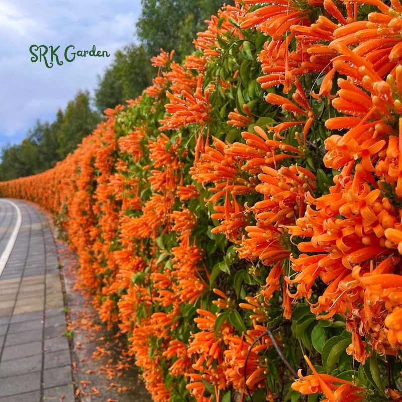 Trumpet Honeysuckle Coral Live Plant - Starter Plant Hummingbird Heaven!