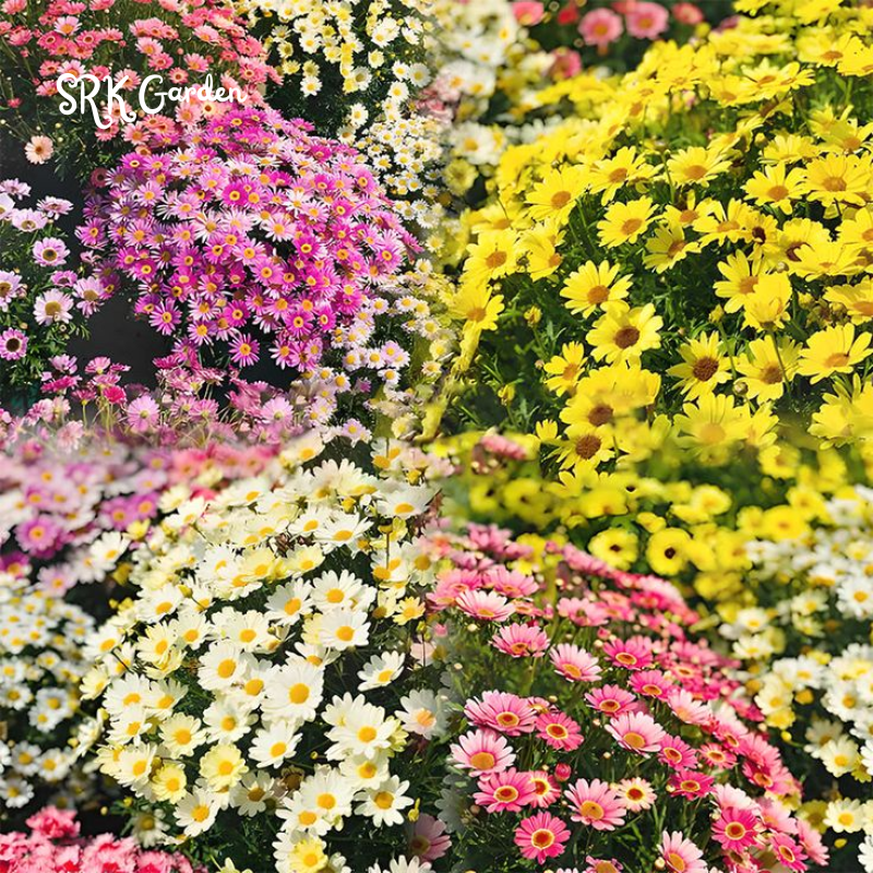 Pyrethrum Daisy Seeds : Pest Killer - Mixed Color 1000 Seeds