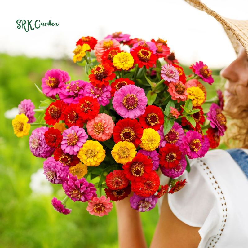 Zinnia Seeds - Lilliput Mixture - Easy to Grow – Deer Resistant – Drought Tolerant