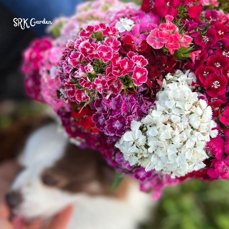 Sweet William Seeds Mix | 250 Seeds
