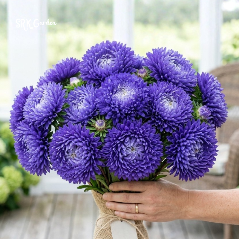 25 Seed Gala Blue Aster