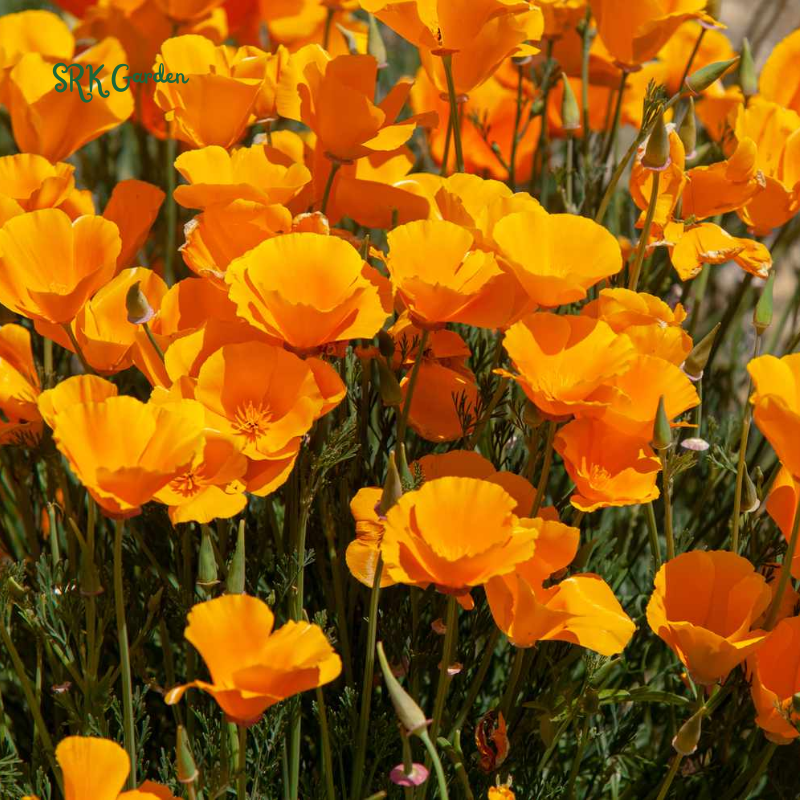 California Poppy Seeds for Planting