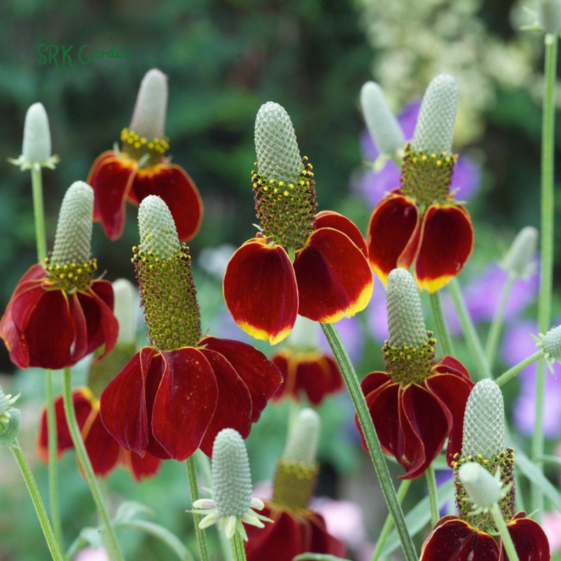 Mexican Hat Coneflower Seeds | 300 Seeds