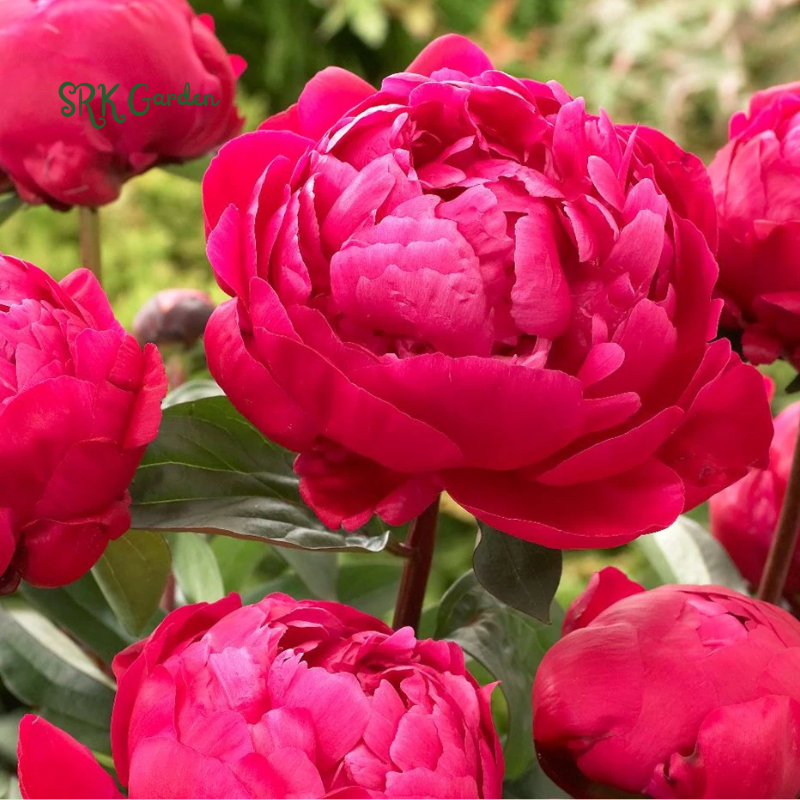 Cotton Candy Peony Mix Seed | 50+ Peony Seeds