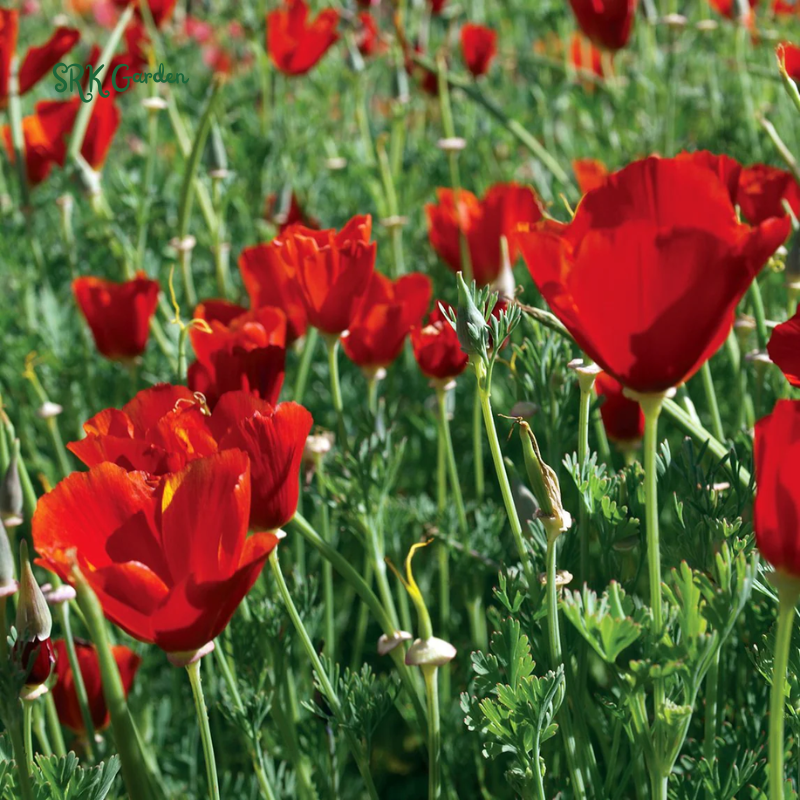 California Poppy Seeds for Planting