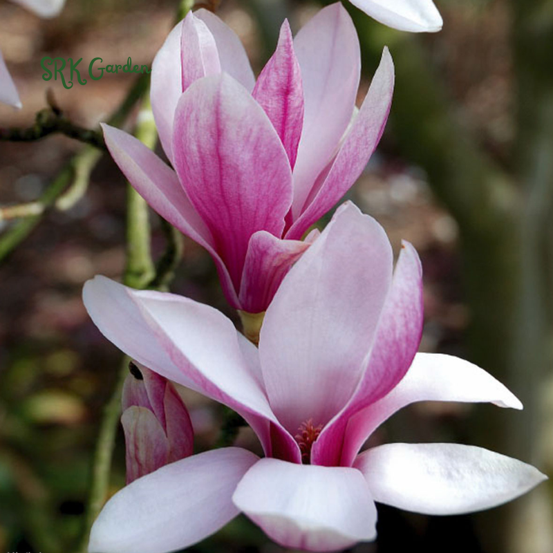 Saucer Magnolia 'Magnolia Soulangeana' – Shrub - One Gallon Healthy Potted Plant