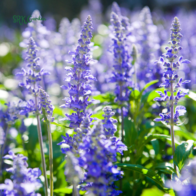 Blue Hyssop Seeds | 250 Seeds