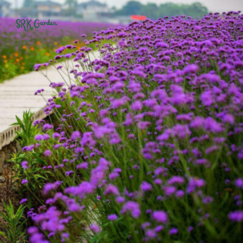 Purpletop Vervain Seeds |200 Seeds