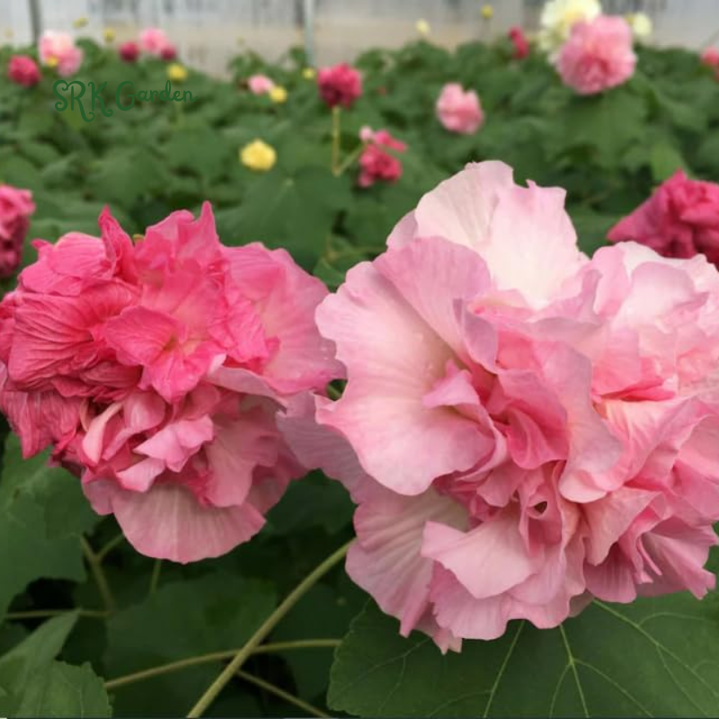 Rose Hibiscus Mutabilis Seeds Fragrant Exotic Eye Appeal | Heirloom & Non-GMO