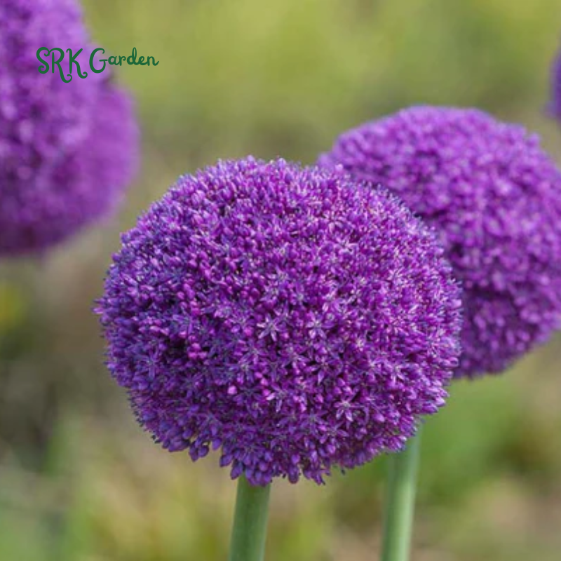 5 Giant Ball Onion Allium Christophii Bulbs