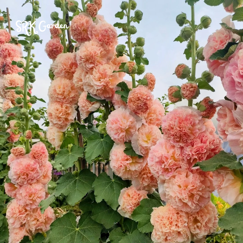 200+ Hollyhock Chaters Double Mixture Carnival Mix Giant Mallow Double Hollyhock Flowers Seed