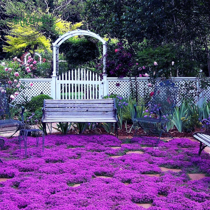 Creeping Thyme Seeds for Planting | 250 Seeds