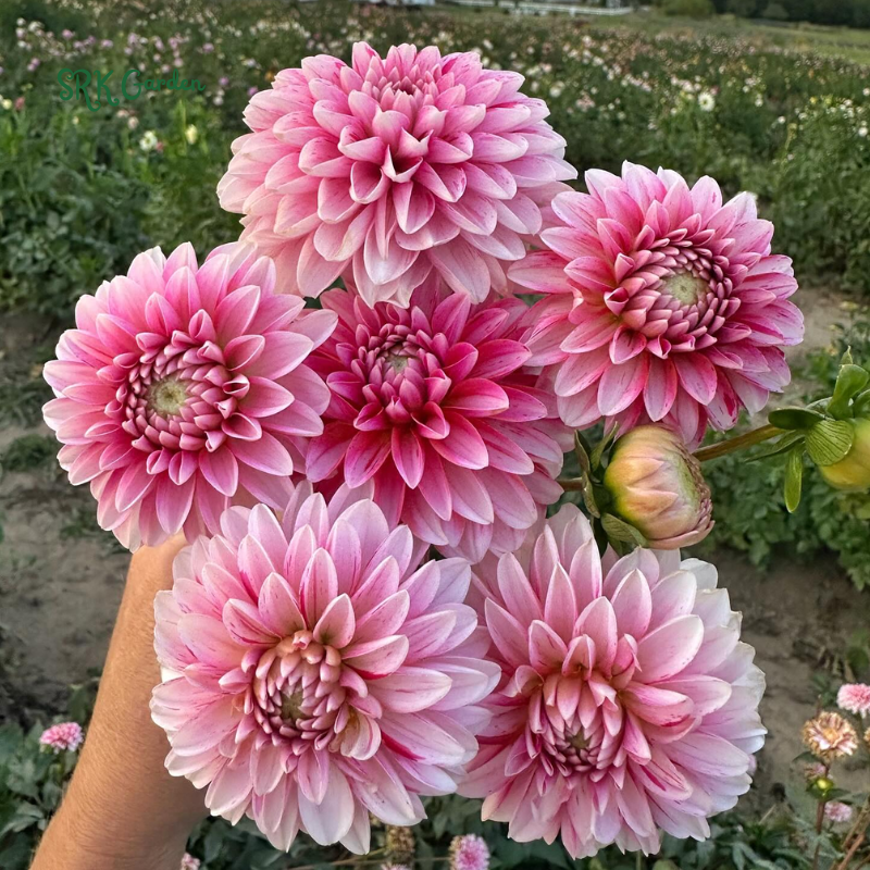 Strawberries and Cream Zinnia Seeds Mix | 100 Seeds