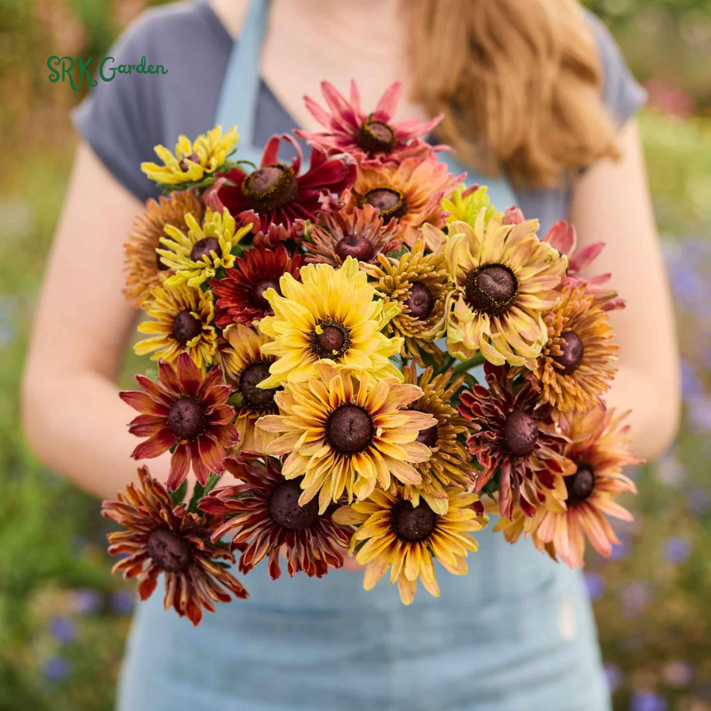 Caramel Rudbeckia Seeds, Black Eyed Susan Rudbeckia | 25 Seeds