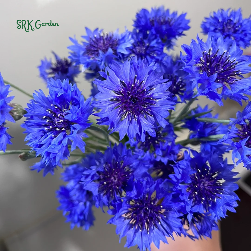 Bachelor's Button Mixed Seeds, Cornflower