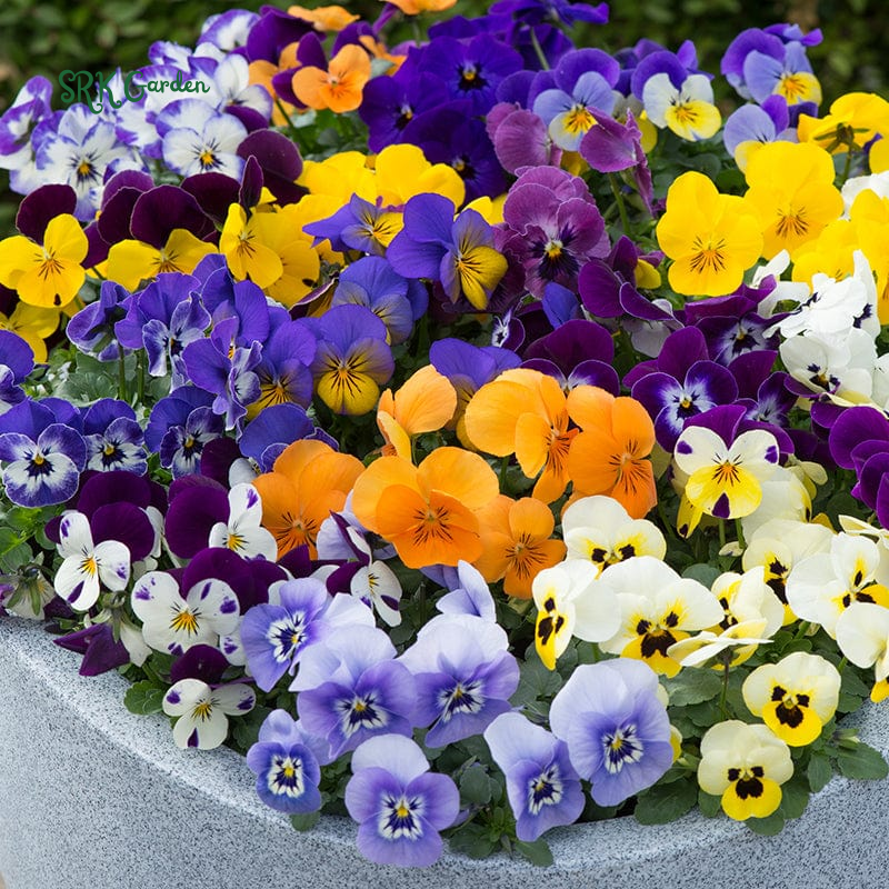Viola Seeds - Sorbet Series - Mix