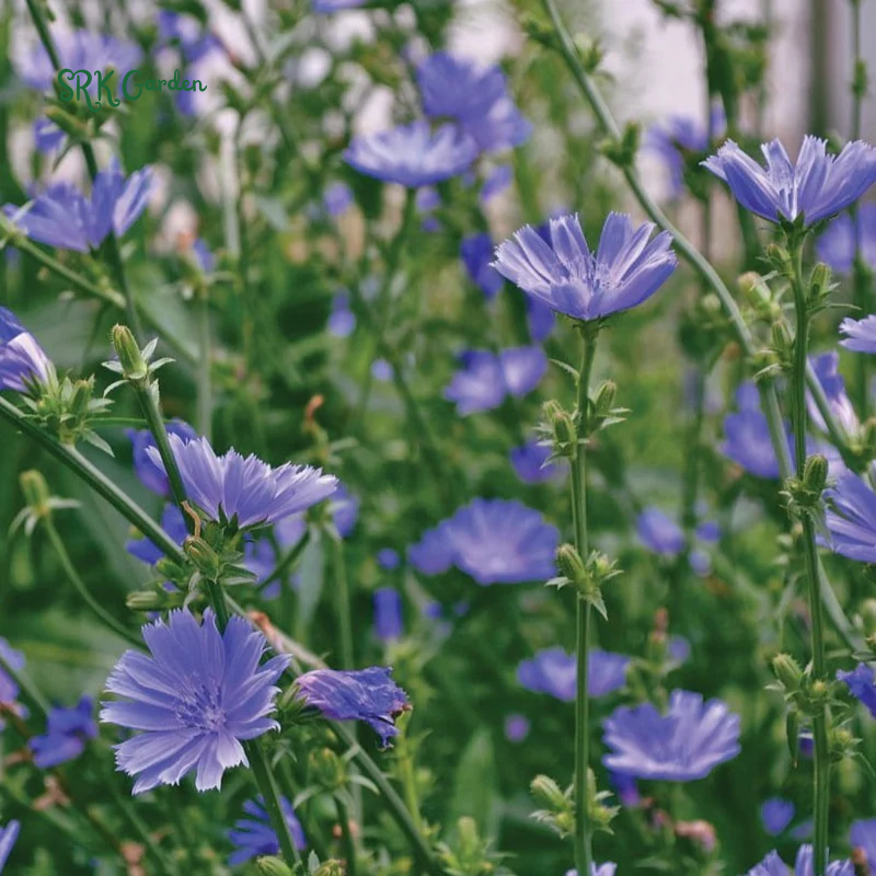 Chicory Seeds for Planting | 200 Seeds