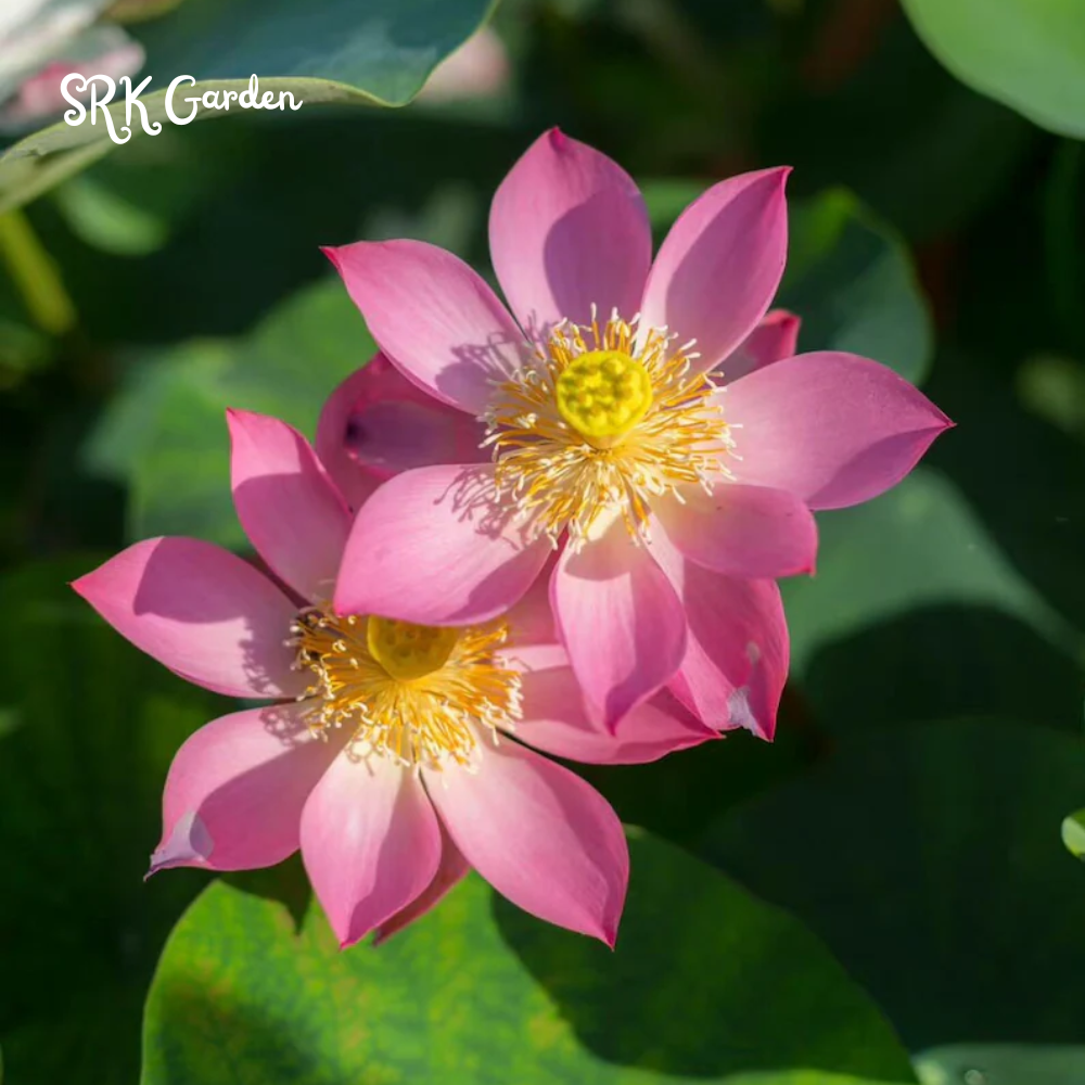 Mini Lotus Seeds (Pink, Snow White, Royal, Guan Yin, Mini)