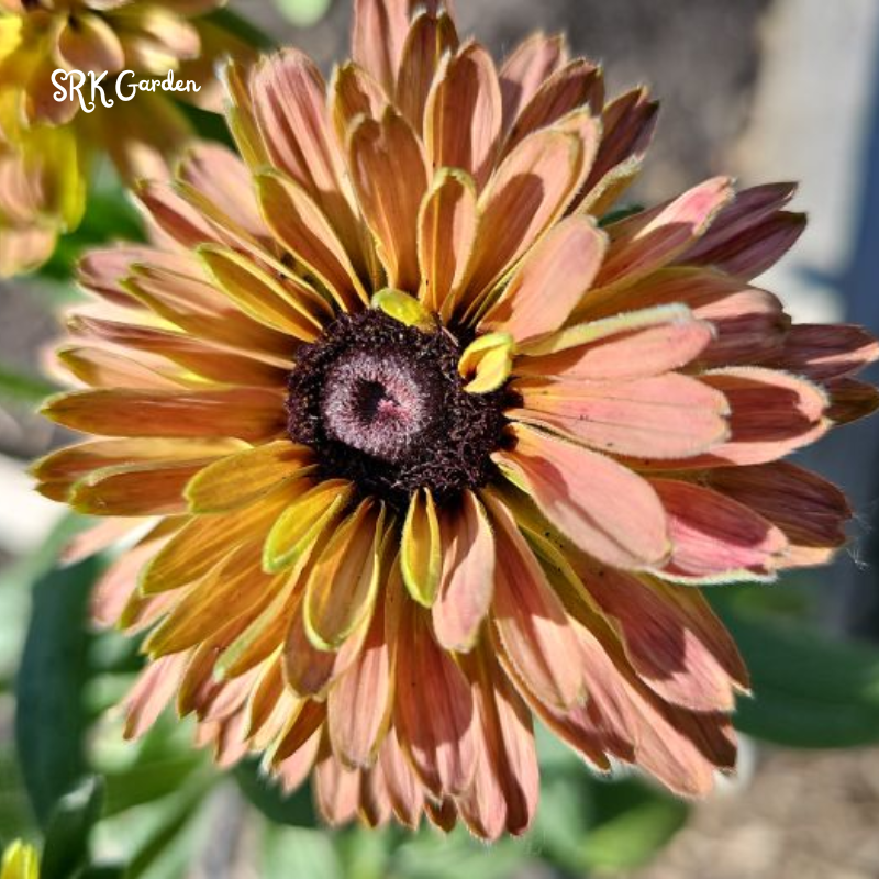 Caramel Rudbeckia Seeds, Black Eyed Susan Rudbeckia | 25 Seeds
