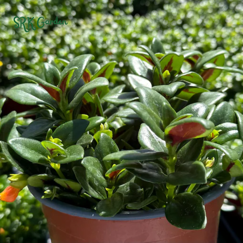 Goldfish plant, Columnea Nematanthus, Live Plant in 6" pot
