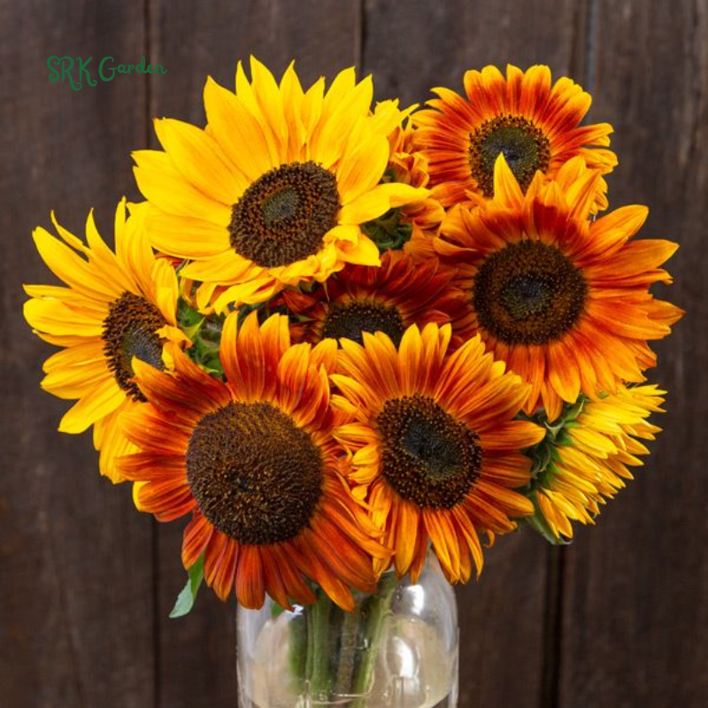 Autumn Beauty Sunflower Seeds for Planting