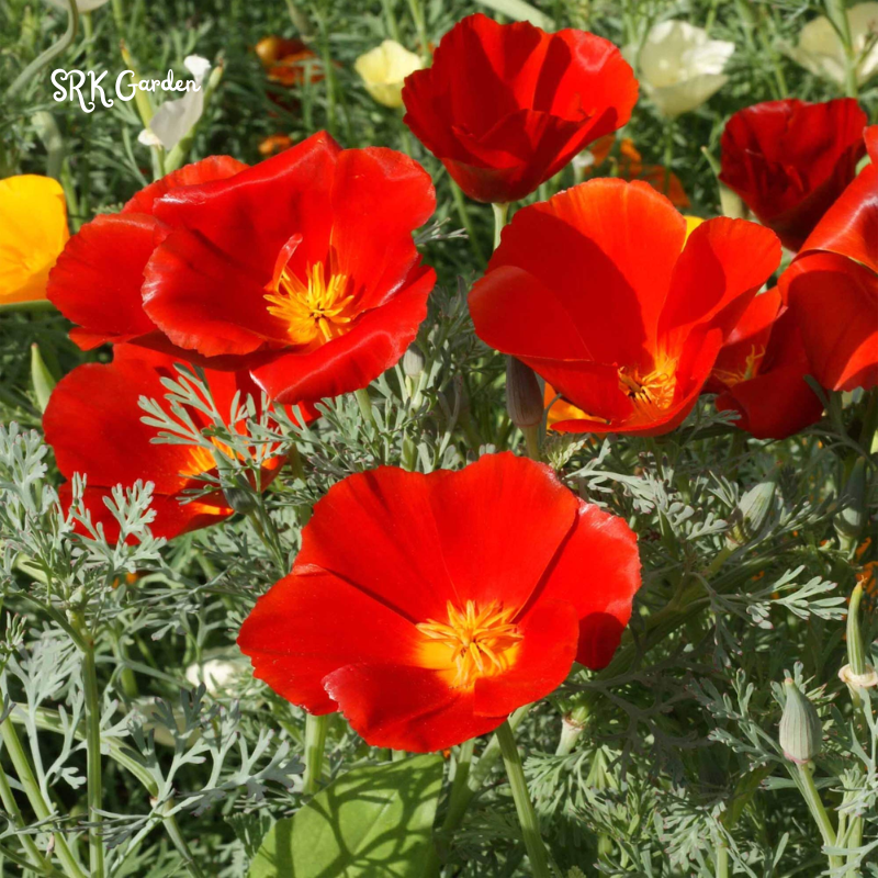 California Poppy Seeds for Planting