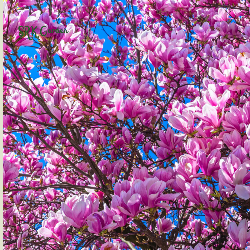 Saucer Magnolia 'Magnolia Soulangeana' – Shrub - One Gallon Healthy Potted Plant