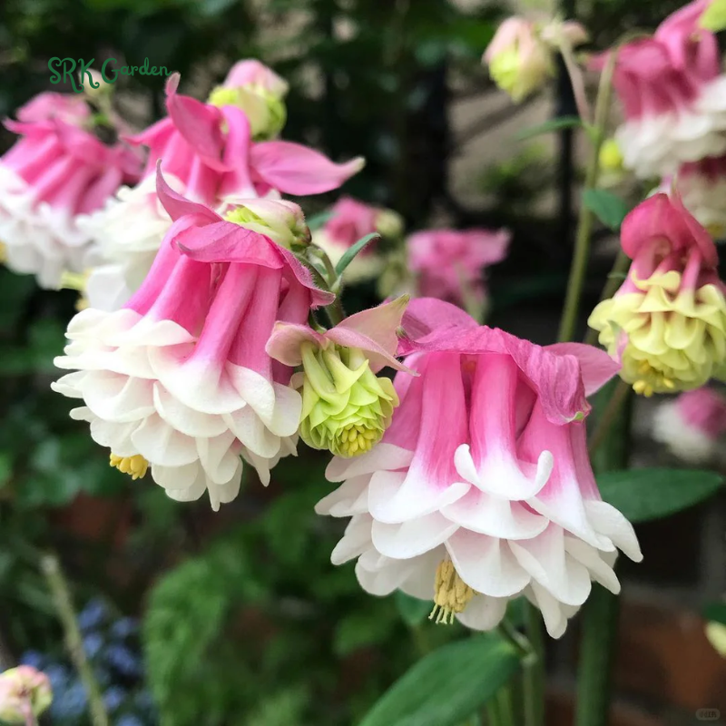 Double Mixed Columbine seeds | 100 Seeds