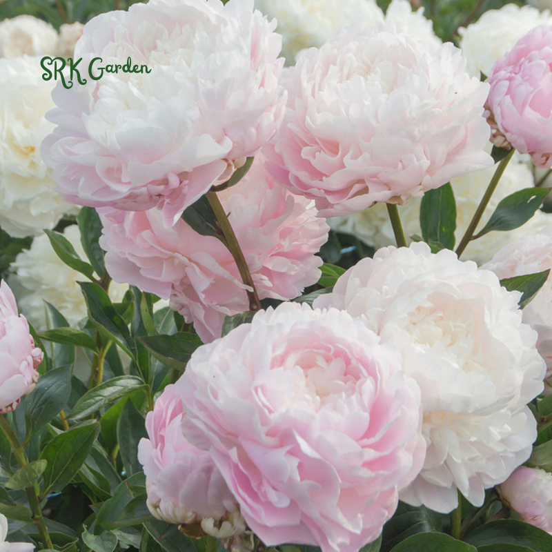 Cotton Candy Peony Mix Seed | 50+ Peony Seeds