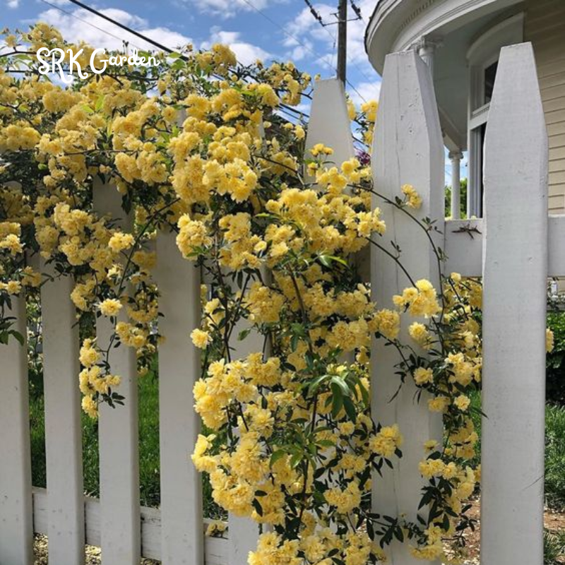 Yellow Lady Banks Climbing Rose Live Plants