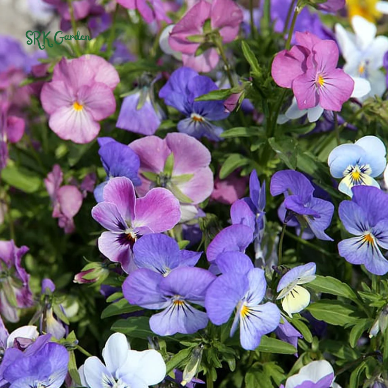 Viola Seeds - Sorbet Series - Yesterday Today Tomorrow 25 Seeds